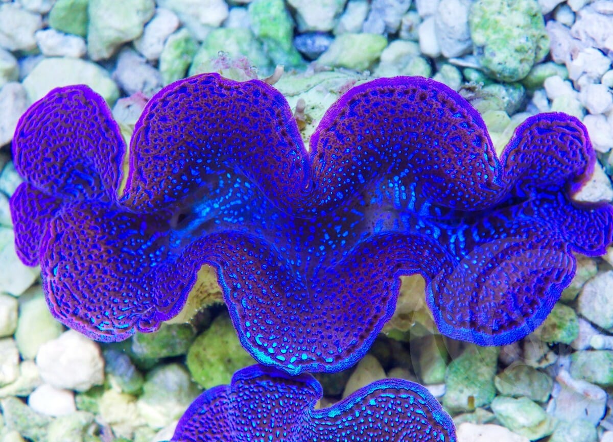 Blue Squamosa