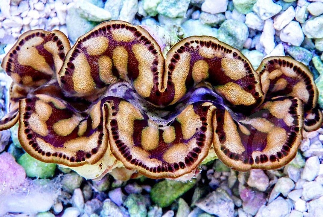 Maxima Cultured WYSIWYG Clam