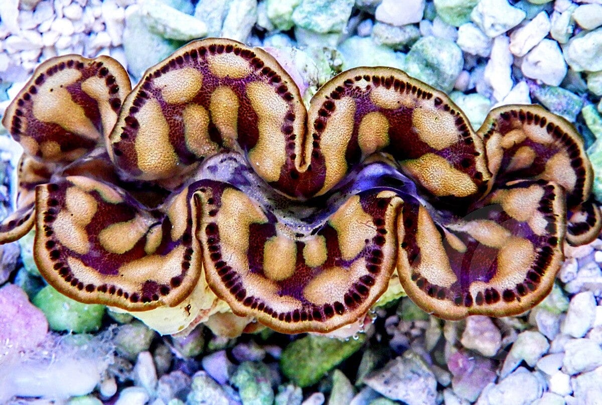 Maxima Cultured WYSIWYG Clam