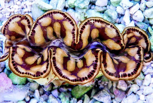 Maxima Cultured WYSIWYG Clam
