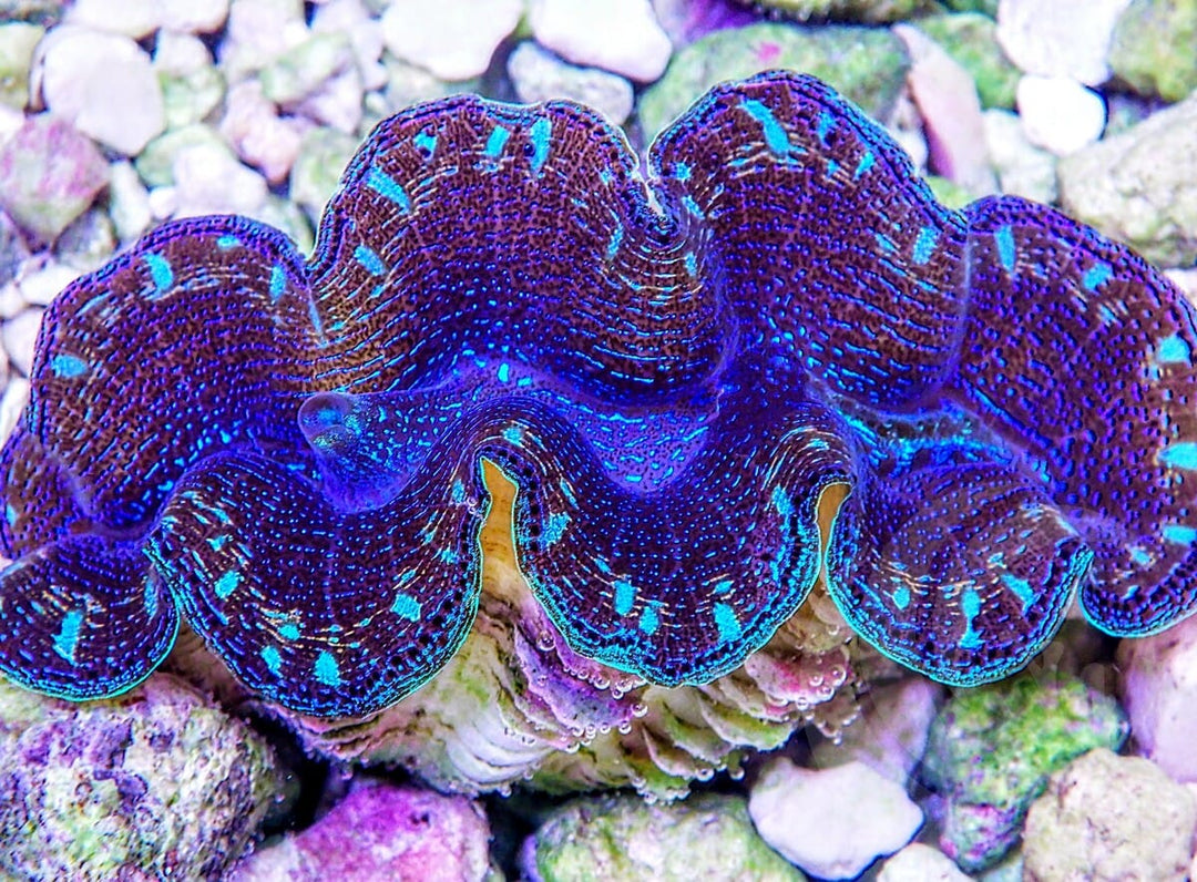 Ultra Crocea Cultured Clam