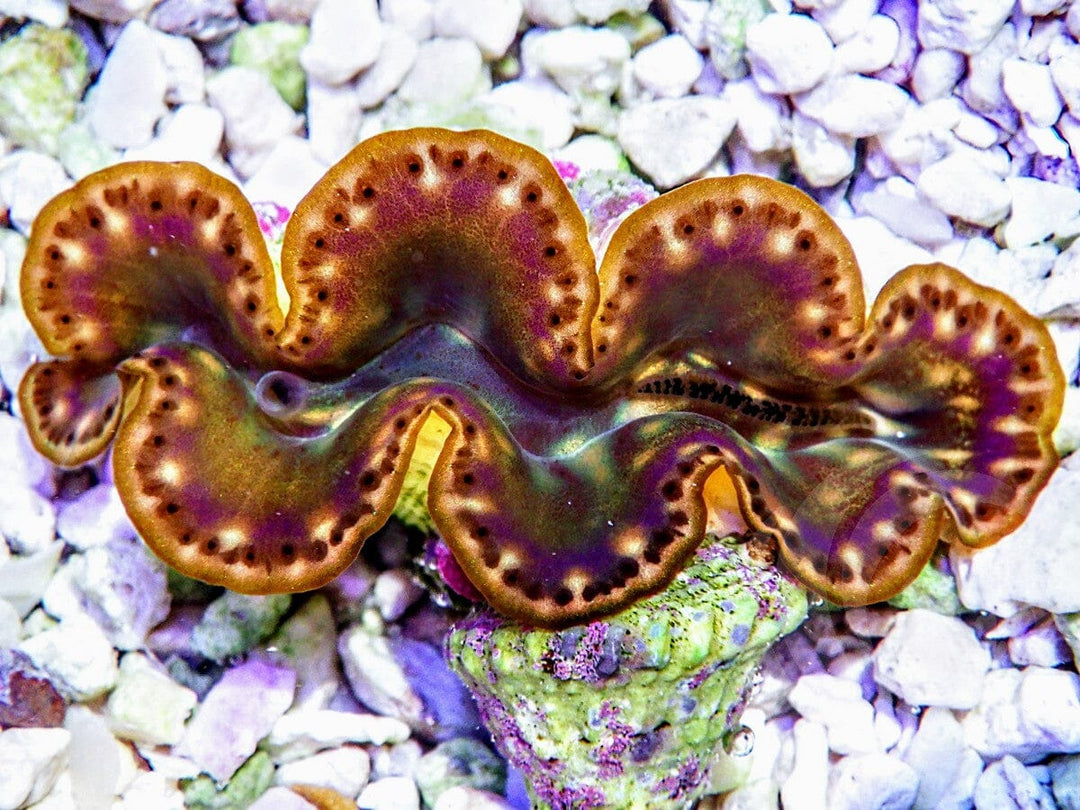 Maxima Cultured WYSIWYG Clam
