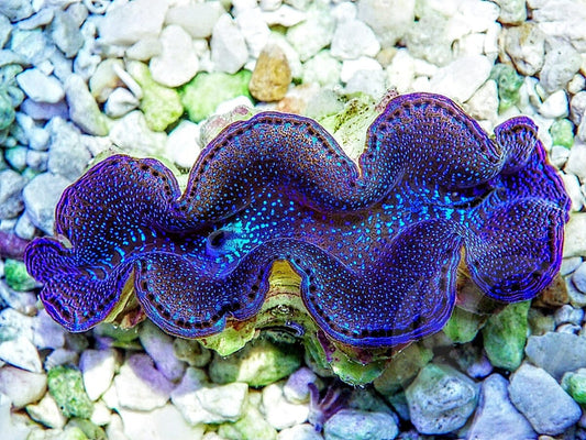 Blue Squamosa