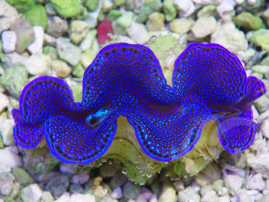 Blue Squamosa