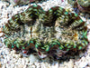 Blue Spotted Deresa Clam