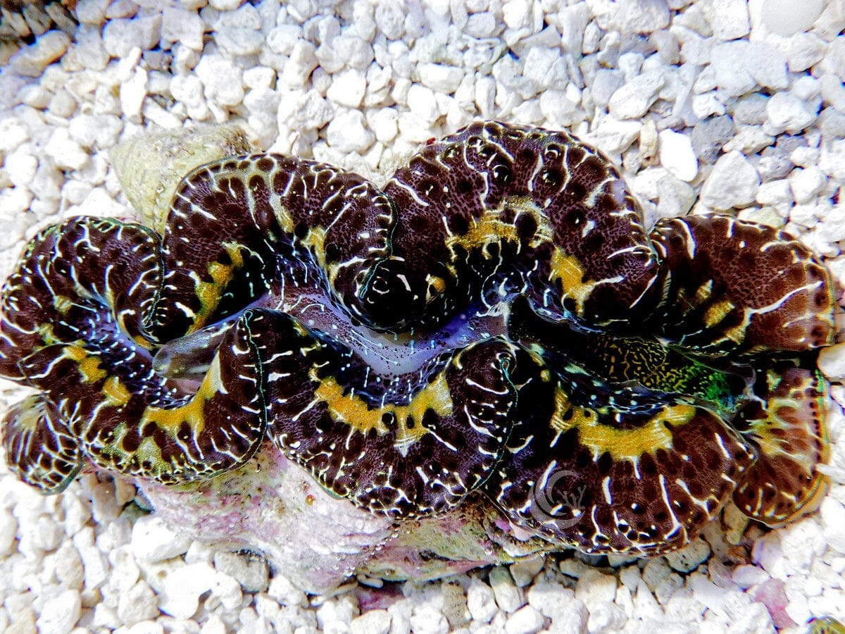 Ultra Black Maxima Clam