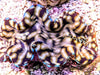 Blue rim Squamosa Clam