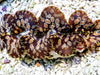 Snakeskin Teardrop Noae Clam