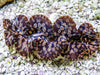 Ultra  Maxima Clam