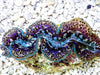 Ultra  Maxima Clam