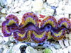 Ultra  Maxima Clam