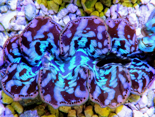 Ultra Cultured Maxima Clam