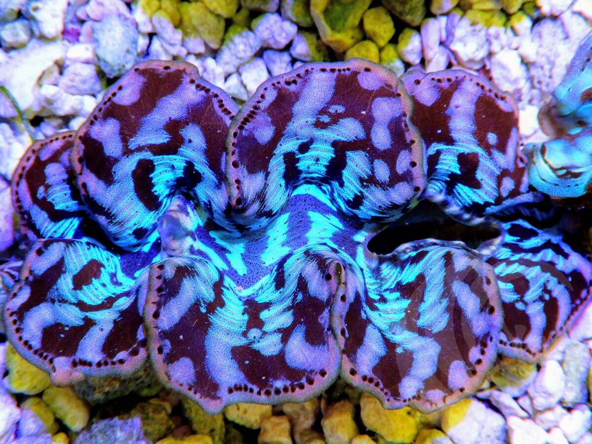 Ultra Cultured Maxima Clam