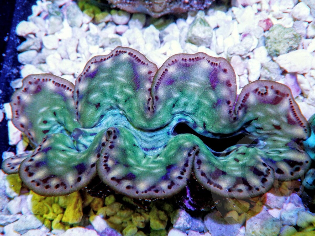 Ultra Cultured Maxima Clam