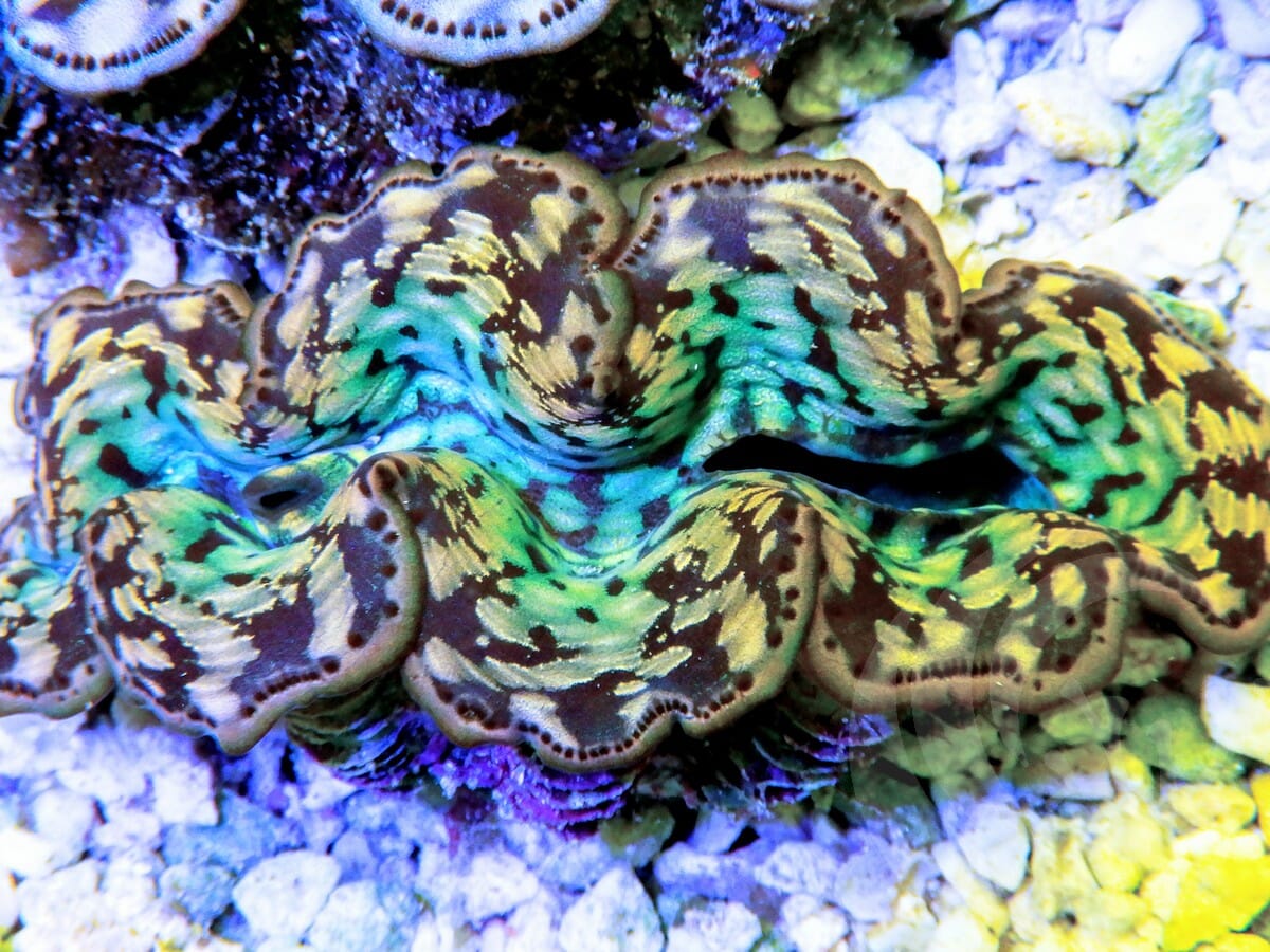 Ultra Cultured Maxima Clam