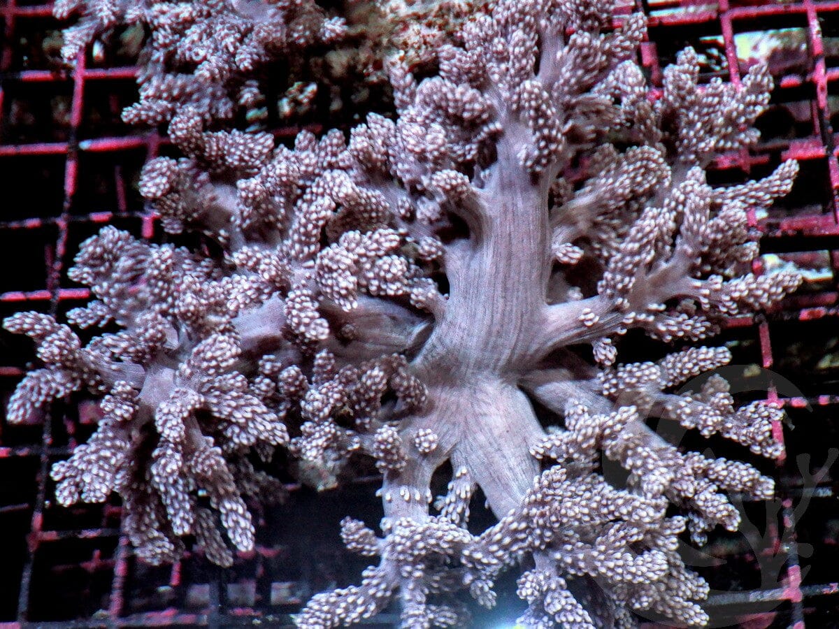 Fuzzy Tree Leather