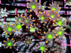 Fireworks Clove Polyps