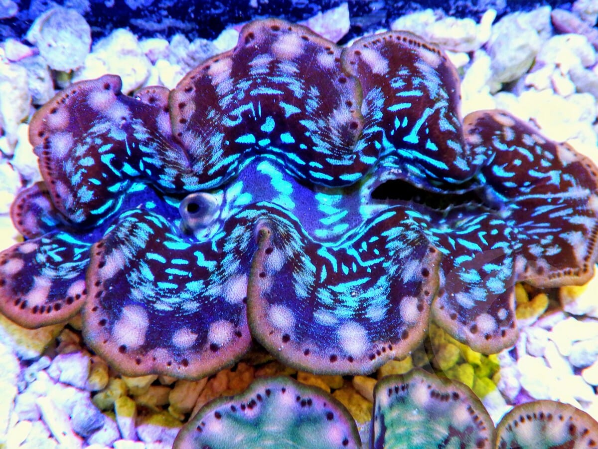 Ultra Cultured Maxima Clam
