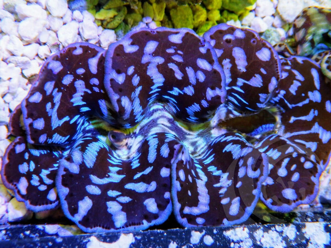 Ultra Cultured Maxima Clam