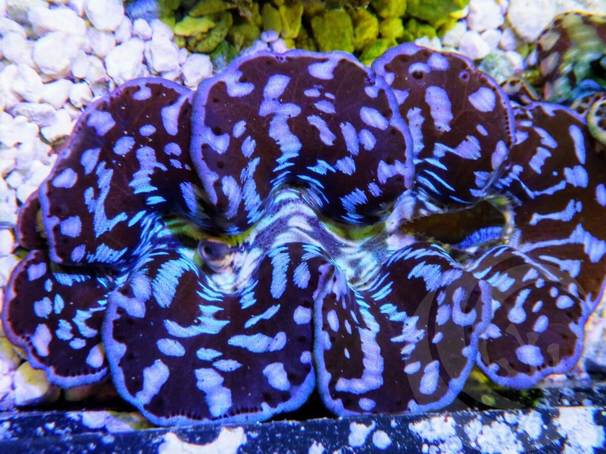 Ultra Cultured Maxima Clam