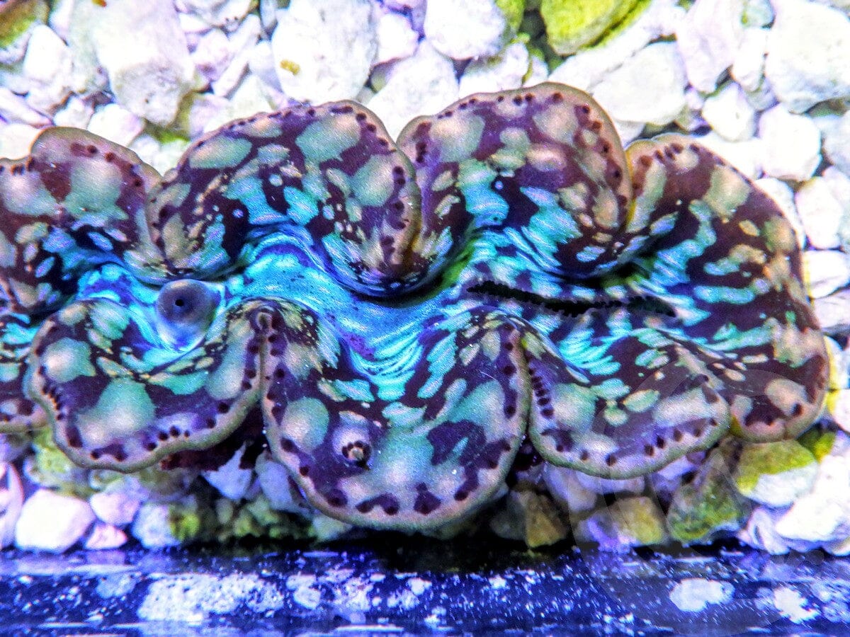 Ultra Cultured Maxima Clam
