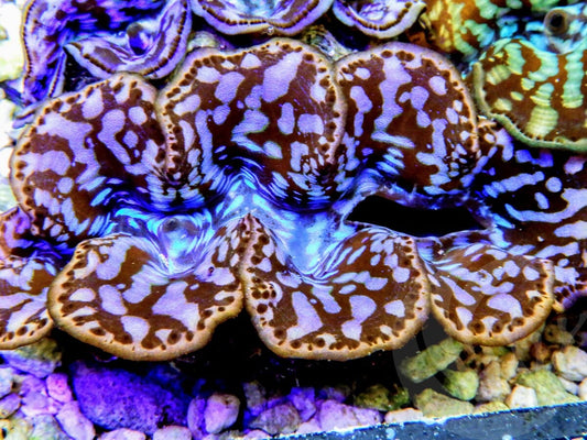 Ultra Cultured Maxima Clam