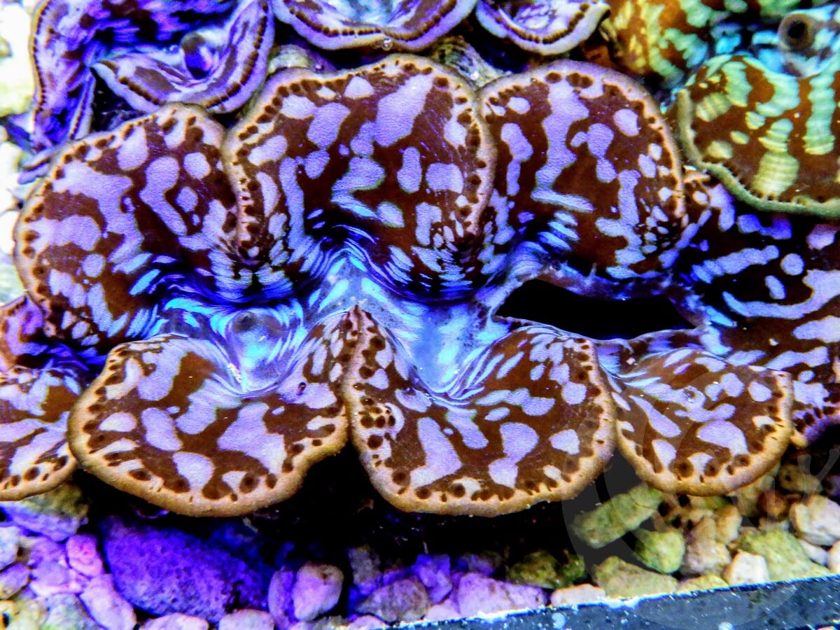 Ultra Cultured Maxima Clam