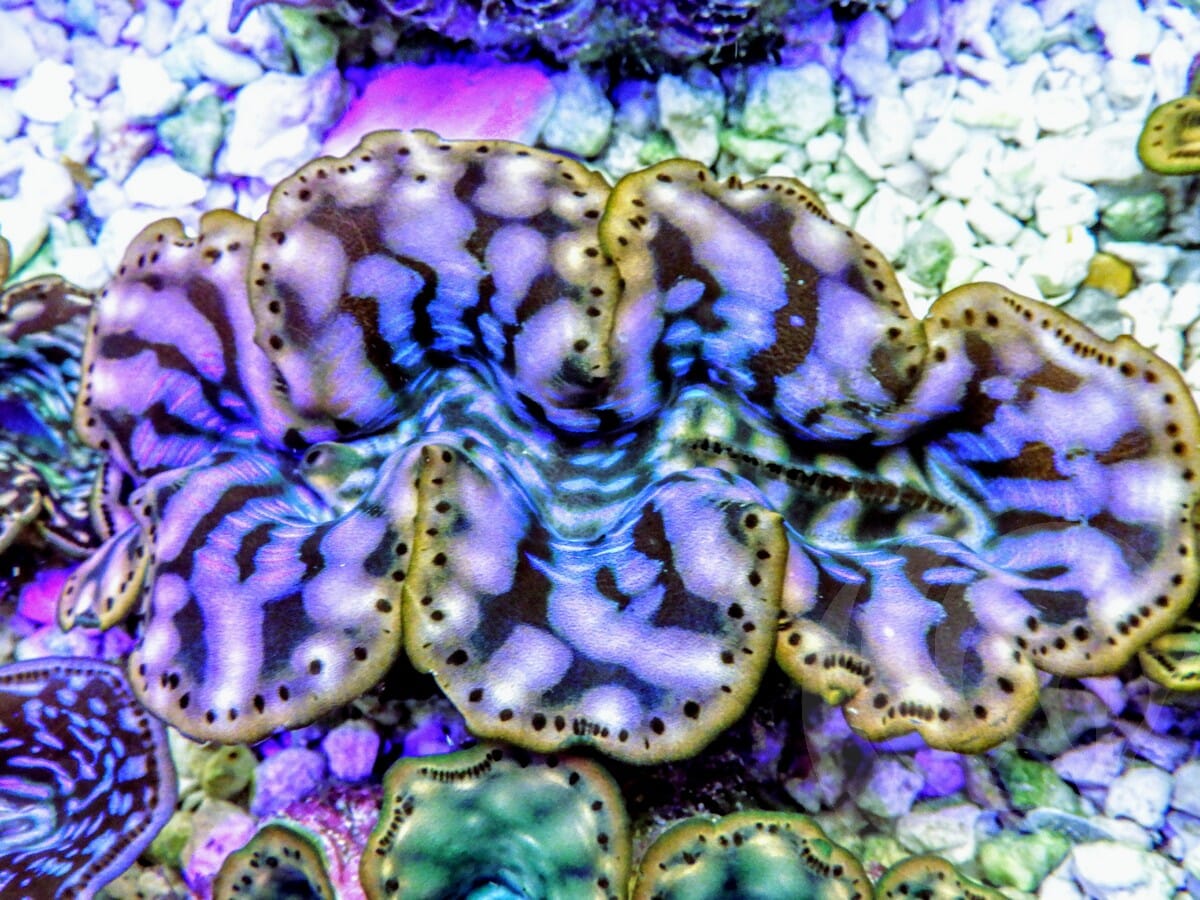 Ultra Cultured Maxima Clam
