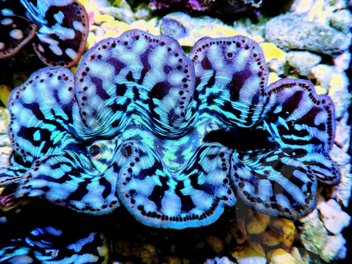 Ultra Cultured Maxima Clam