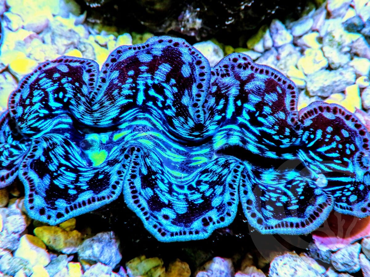 Ultra Cultured Maxima Clam