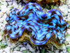 Bright Blue Squamosa Clam