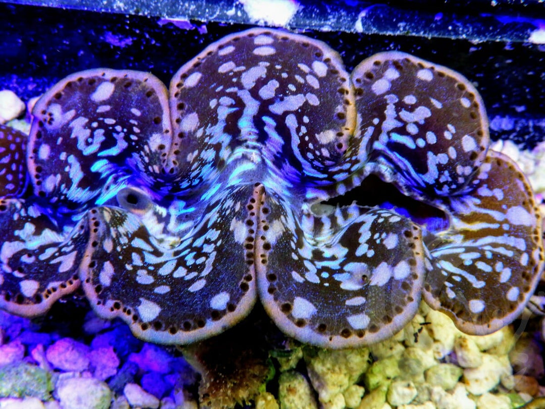Ultra Cultured Maxima Clam