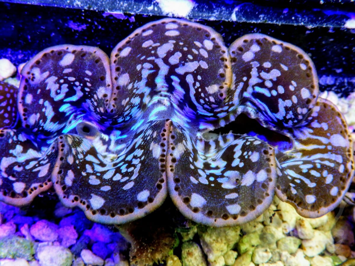Ultra Cultured Maxima Clam