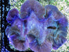 Jumbo Blue Stippled Cultured Squamosaa Clam