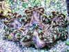 Cultured Squamosa Clam