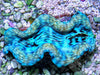 Cultured Squamosa Clam