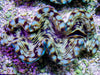 Cultured Squamosa Clam