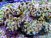 Cultured Squamosa Clam