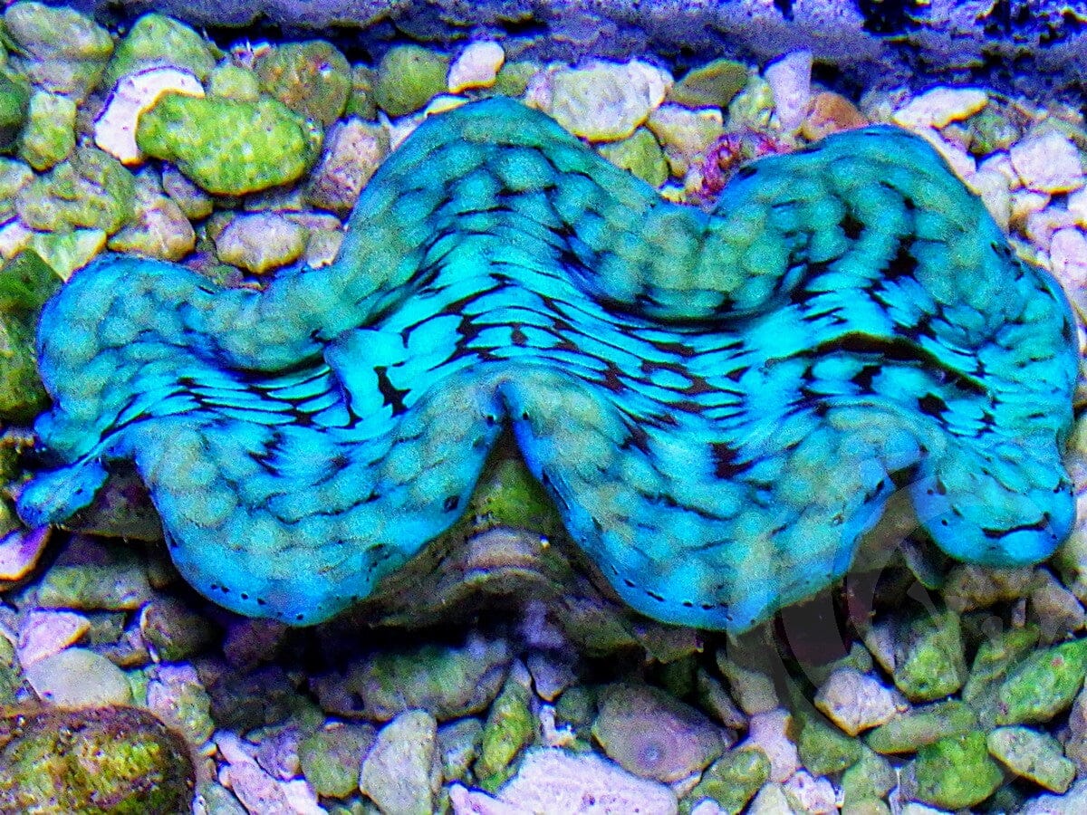 Cultured Squamosa Clam