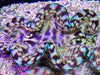 Cultured Squamosa Clam