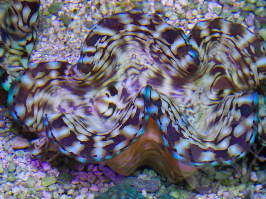 Cultured Squamosa Clam
