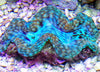 Cultured Squamosa Clam