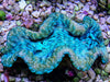 Cultured Squamosa Clam