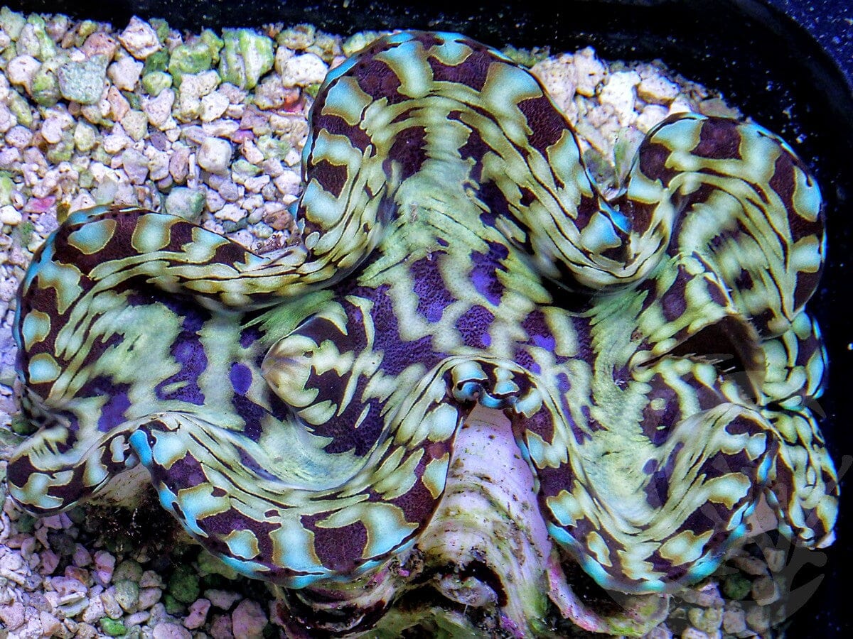 Cultured Squamosa Clam