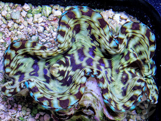 Cultured Squamosa Clam