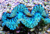 Cultured Squamosa Clam