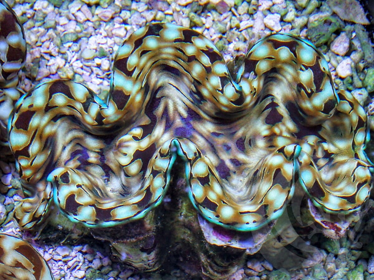 Cultured Squamosa Clam