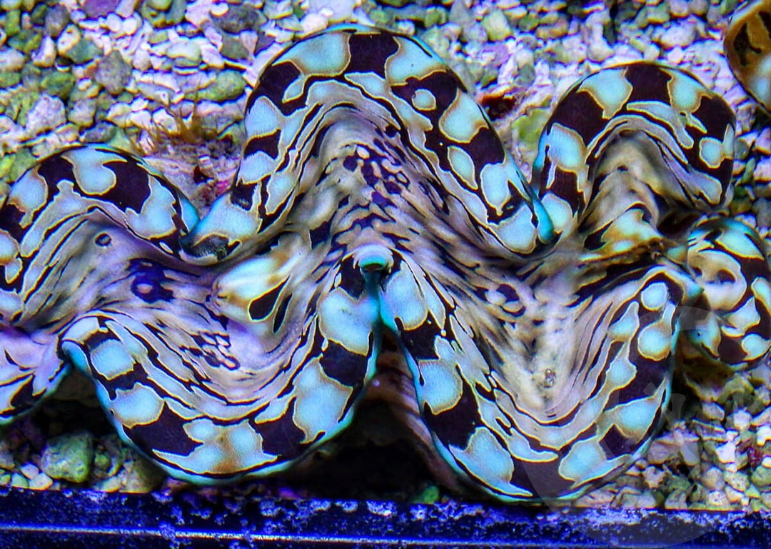 Cultured Squamosa Clam