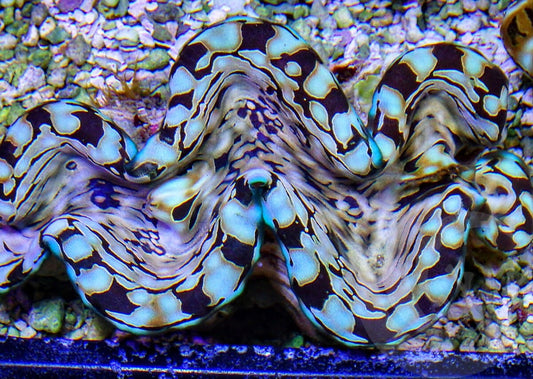 Cultured Squamosa Clam