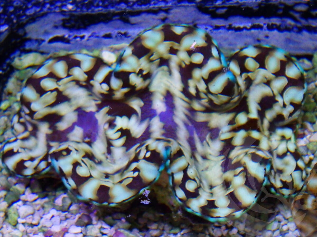 Cultured Squamosa Clam